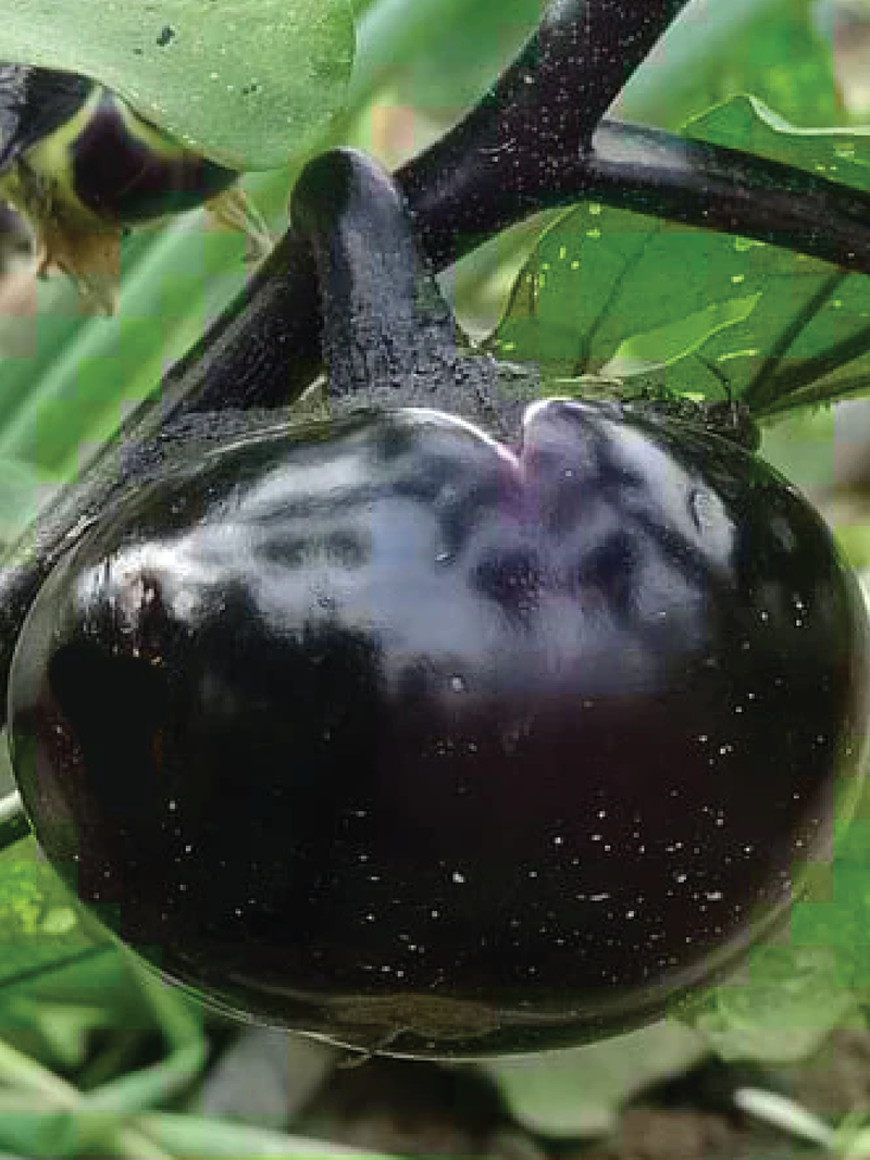 ROUND EGGPLANT SEEDS <br> بذور الباذنجان المستدير