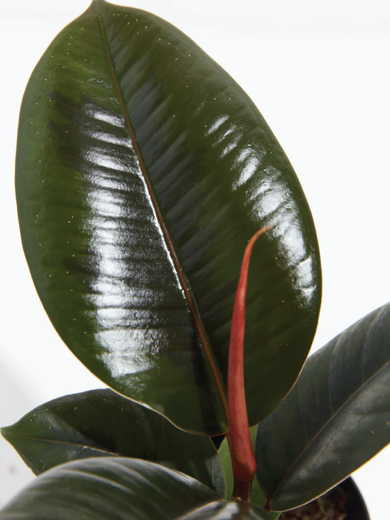 RUBBER FIG PLANT