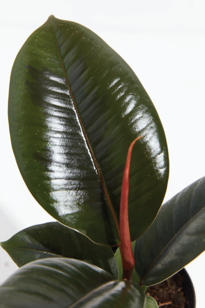 شجرة التين المطاطي (FICUS ELASTICA) أفضل أفكار حديقة الشرفة