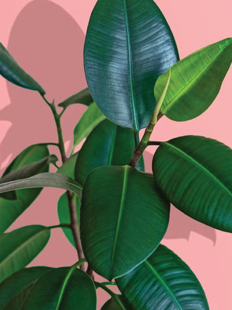 RUBBER PLANT GREEN