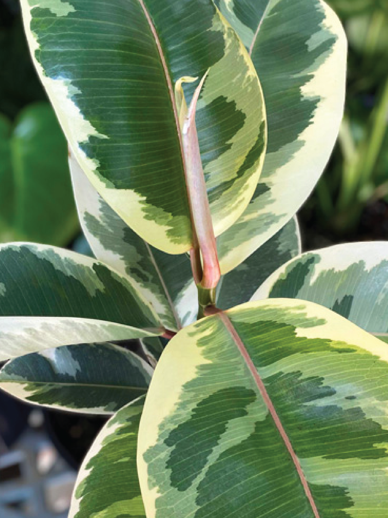RUBBER PLANT VARIEGATED