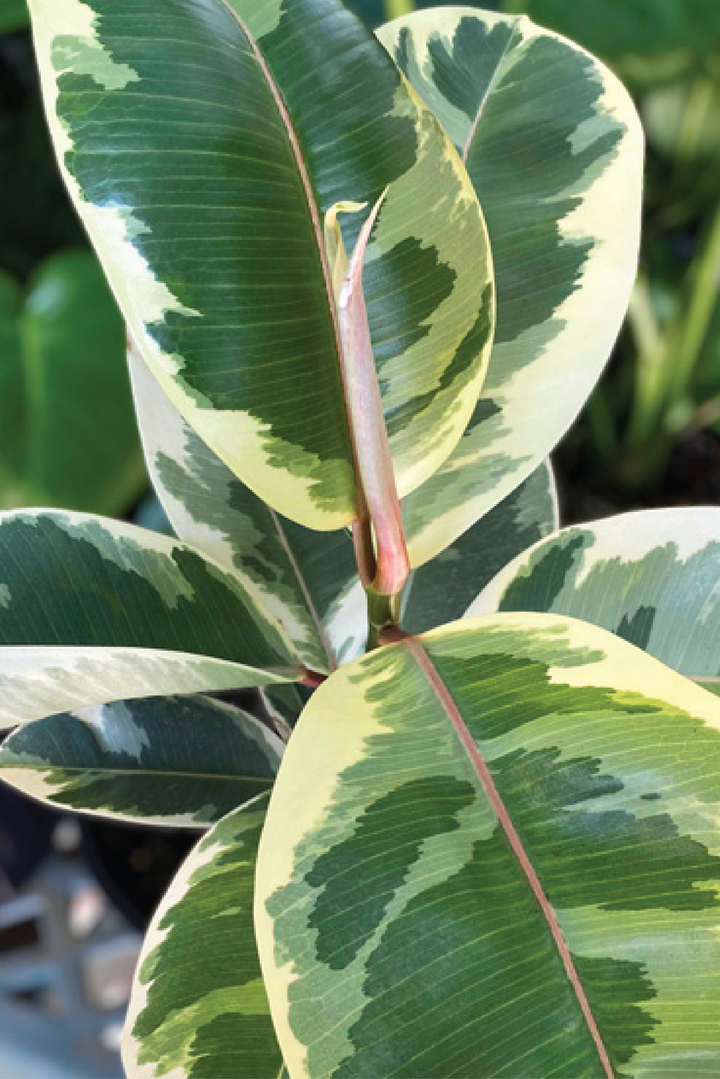 Ficus Tineke - نبات مطاط Tineke متنوع