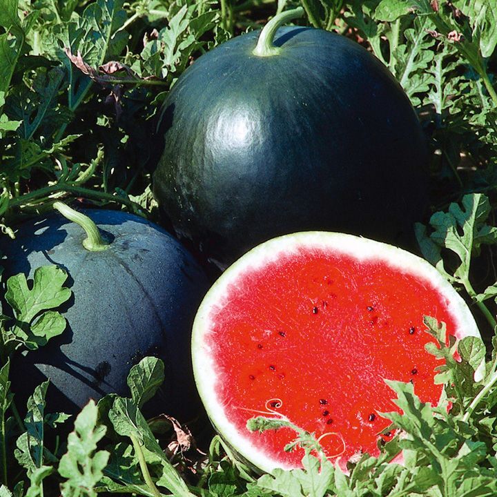 ORGANIC BLACK STAR WATERMELON SEEDLING<br> شتلات بطيخ بلاك ستار العضوية