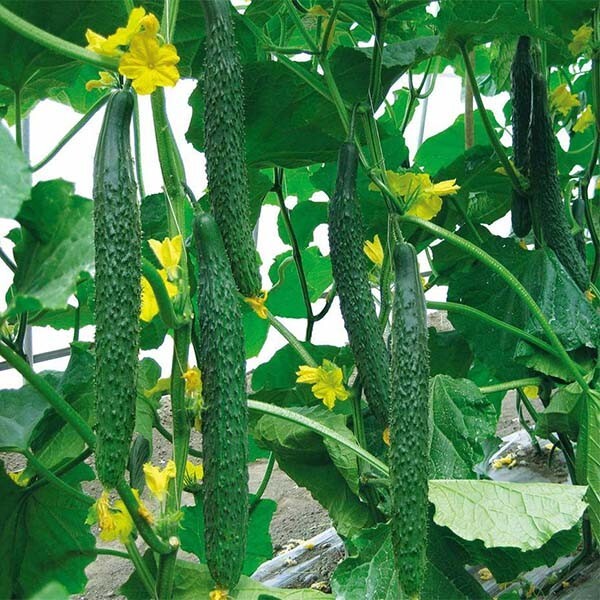 ORGANIC EMRALD CUCUMBER SEEDLING