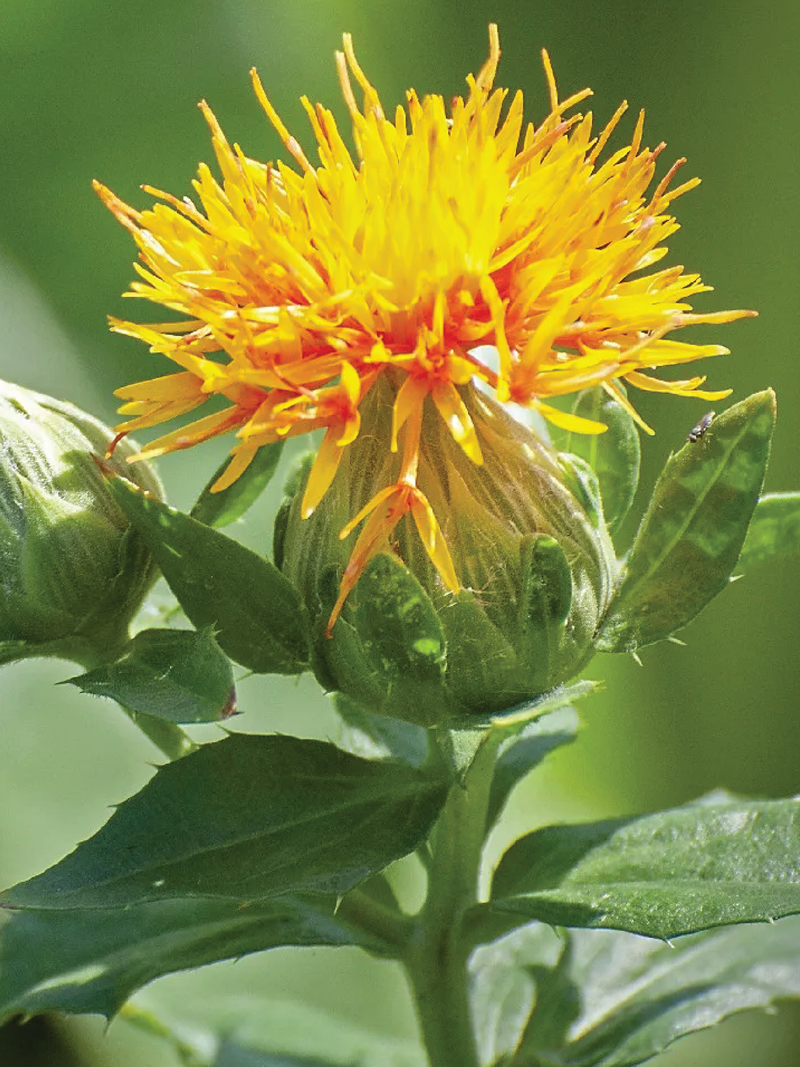 ORGANIC SAFFLOWER SEEDLING <br>شتلات العصفر العضوية