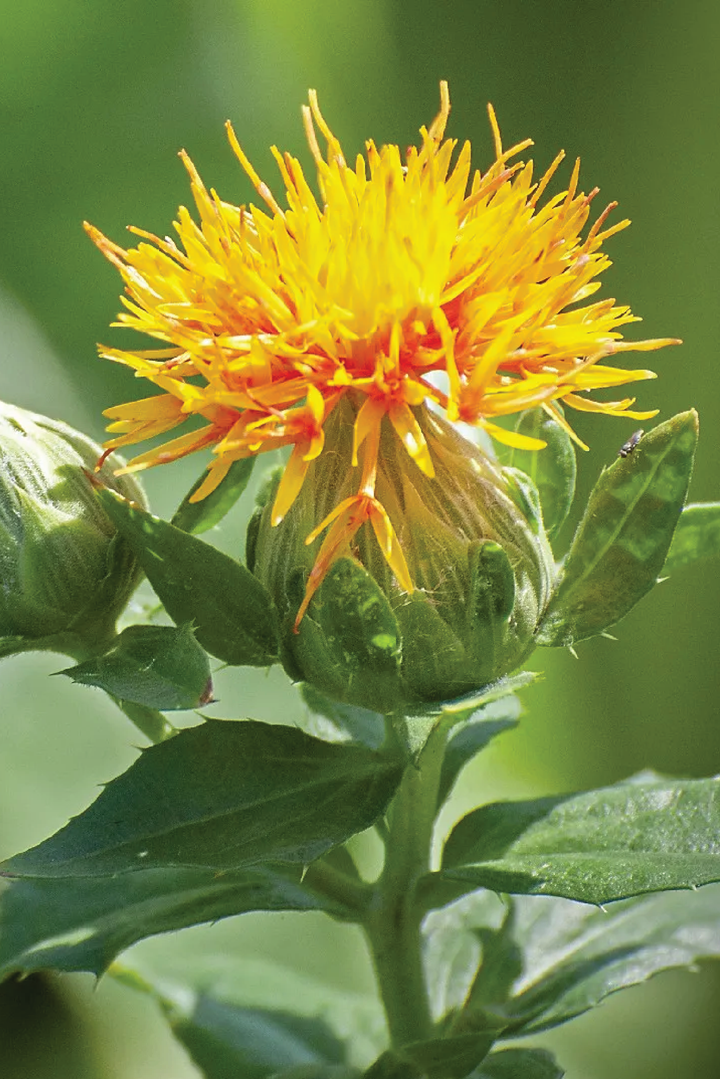 ORGANIC SAFFLOWER SEEDLING