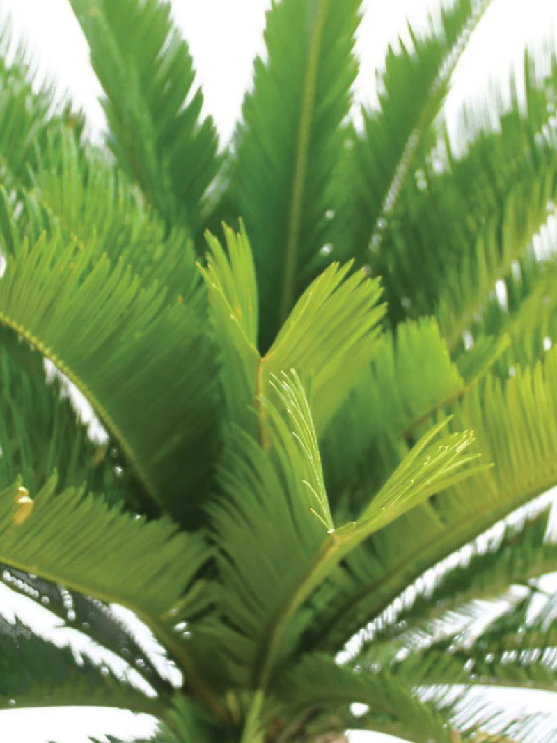 SAGO PALM PLANT - Plantology Lab Trading