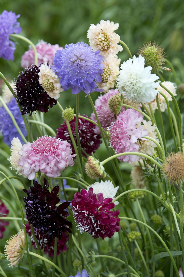 SCABIOSA ATROPURPUREA SEEDS