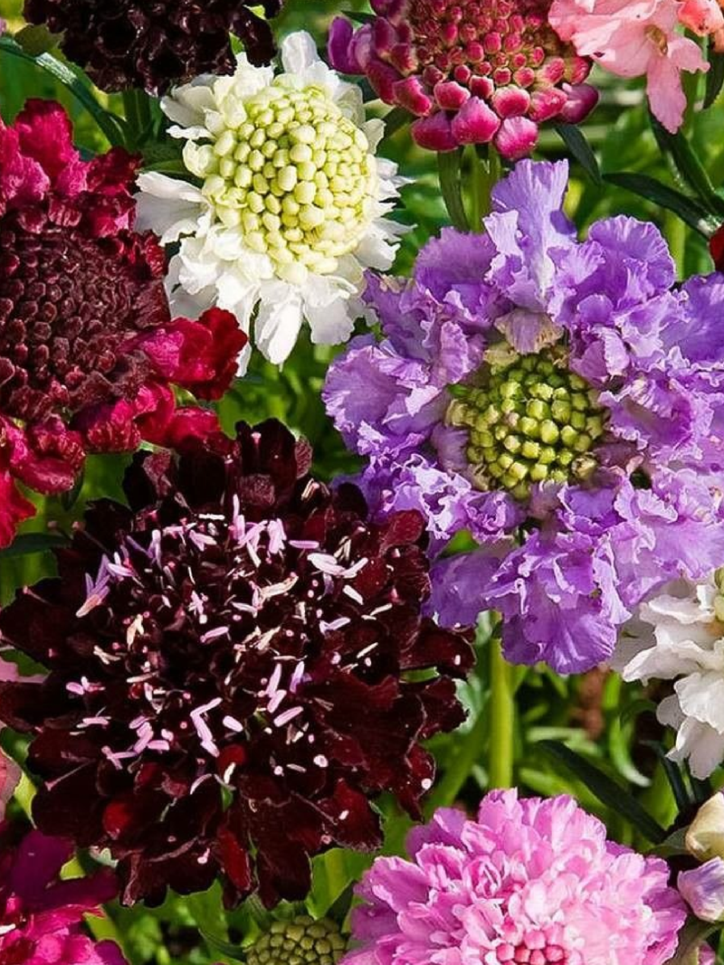 SCABIOSA ATROPURPUREA SEEDS