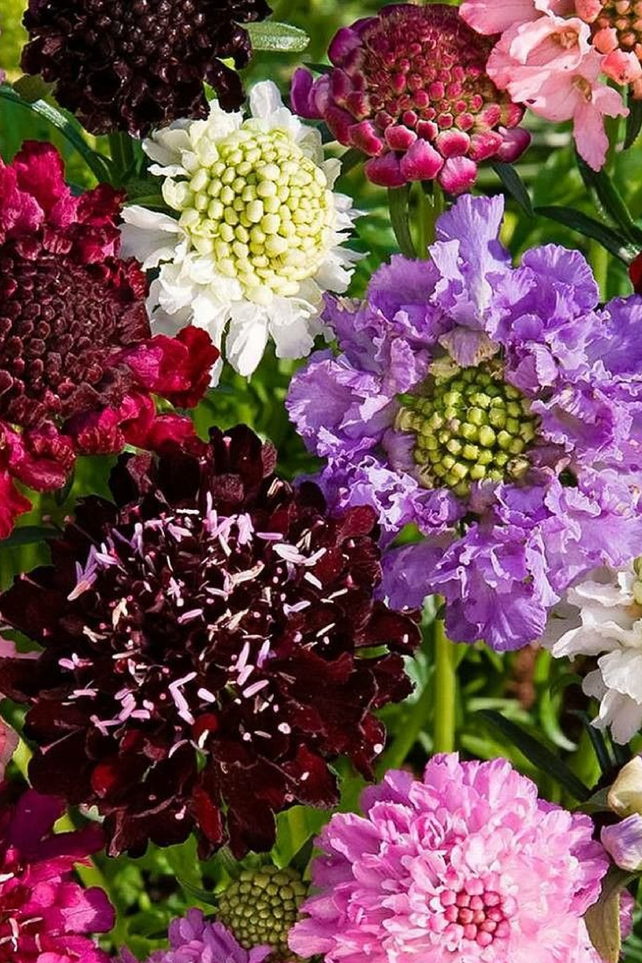 SCABIOSA ATROPURPUREA SEEDS