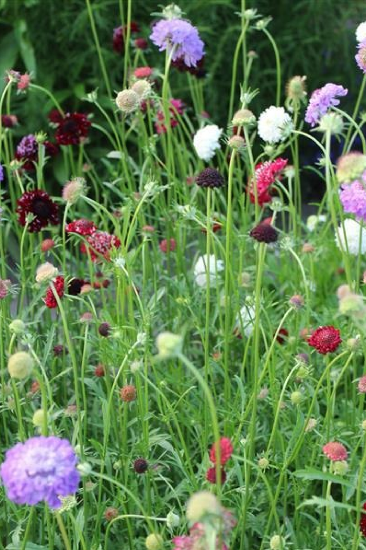 SCABIOSA ATROPURPUREA SEEDS
