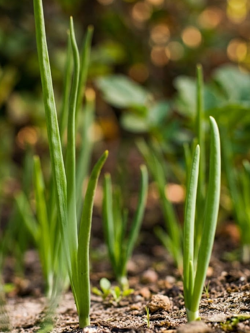 SCALLION SEEDS