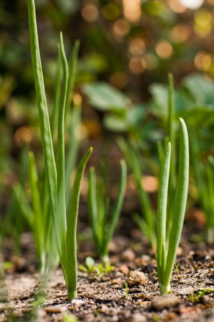 SCALLION SEEDS