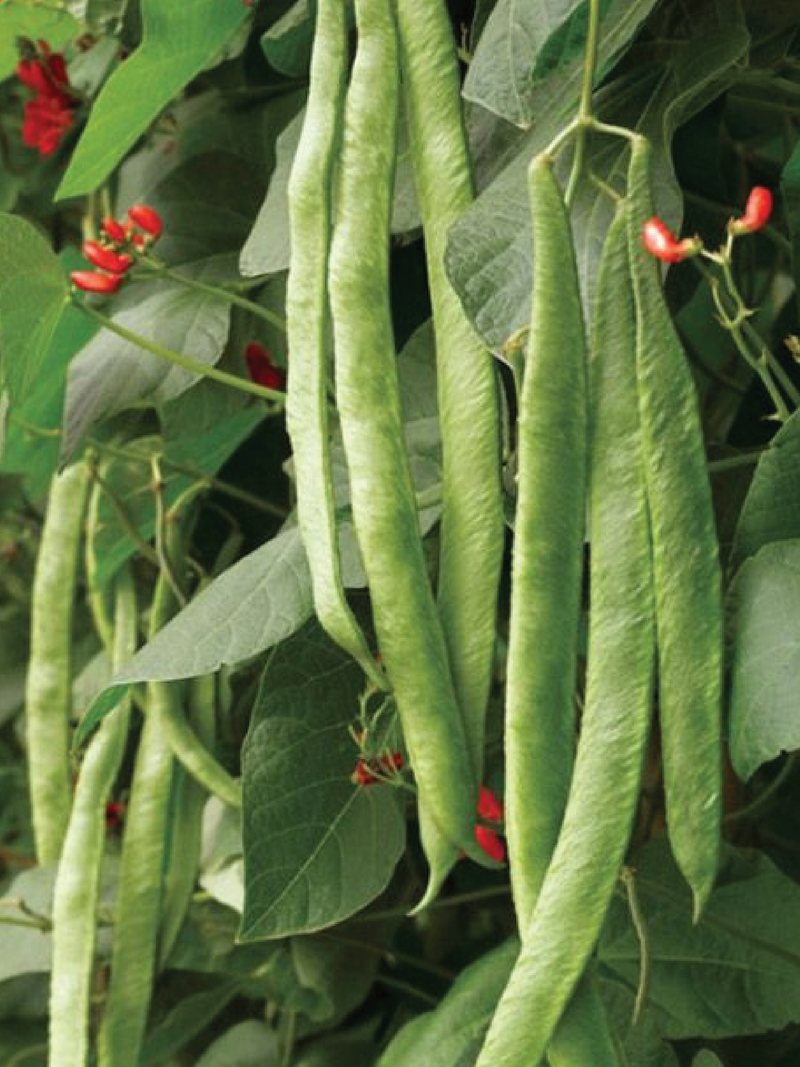 SCARLET RUNNER BEAN SEEDS <br> بذور الفاصوليا سكارلت رانر