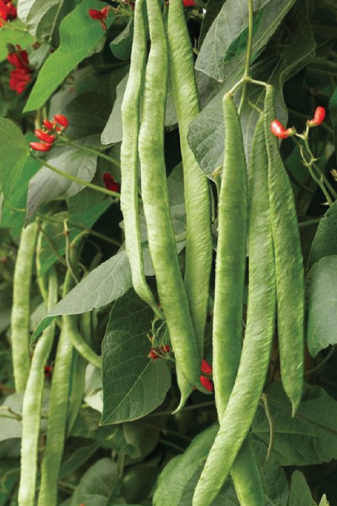 SCARLET RUNNER BEAN SEEDS <br> بذور الفاصوليا سكارلت رانر