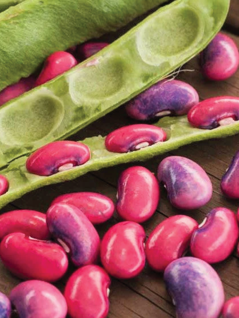 SCARLET RUNNER BEAN SEEDS <br> بذور الفاصوليا سكارلت رانر