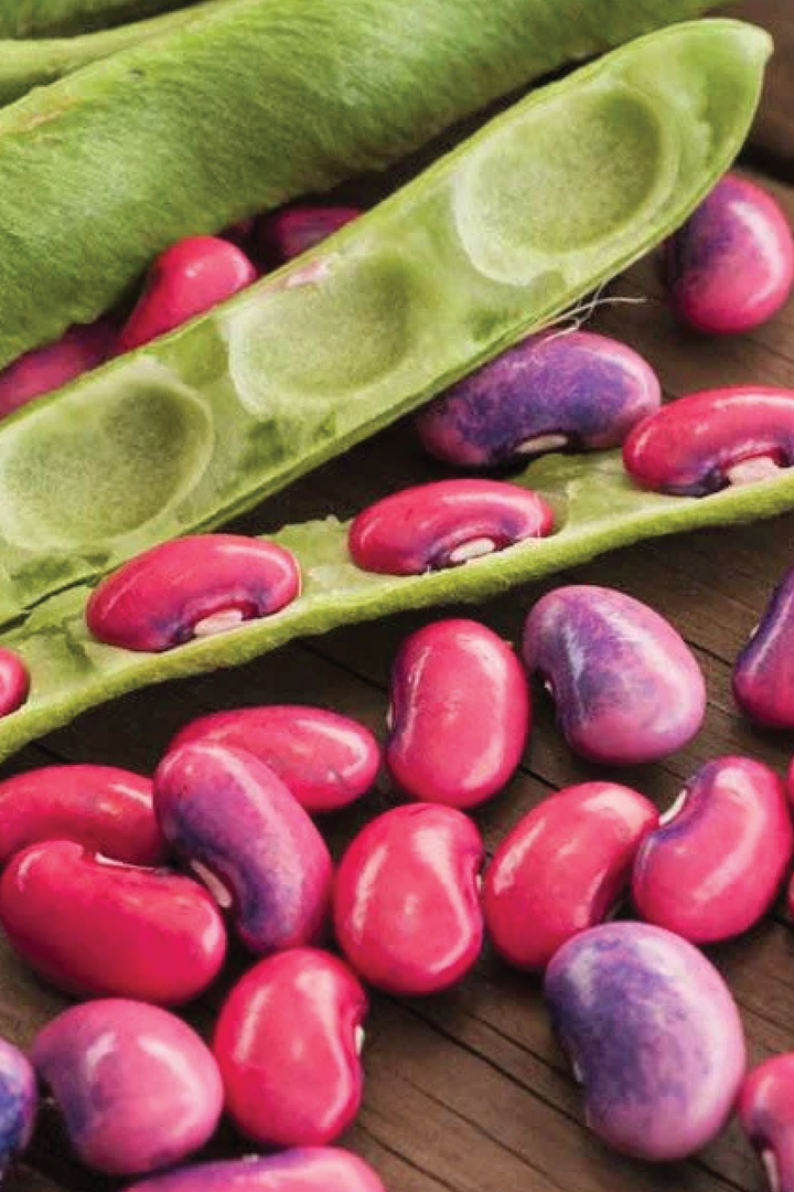 SCARLET RUNNER BEAN SEEDS <br> بذور الفاصوليا سكارلت رانر