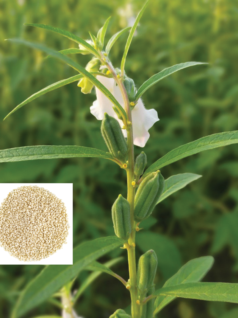 WHITE SESAME SEEDS <br> بذور السمسم الأبيض