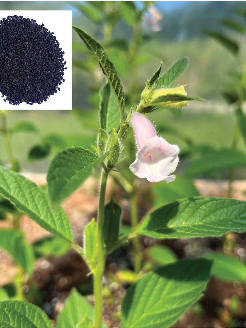 BLACK SESAME SEEDS <br> بذور السمسم الأسود