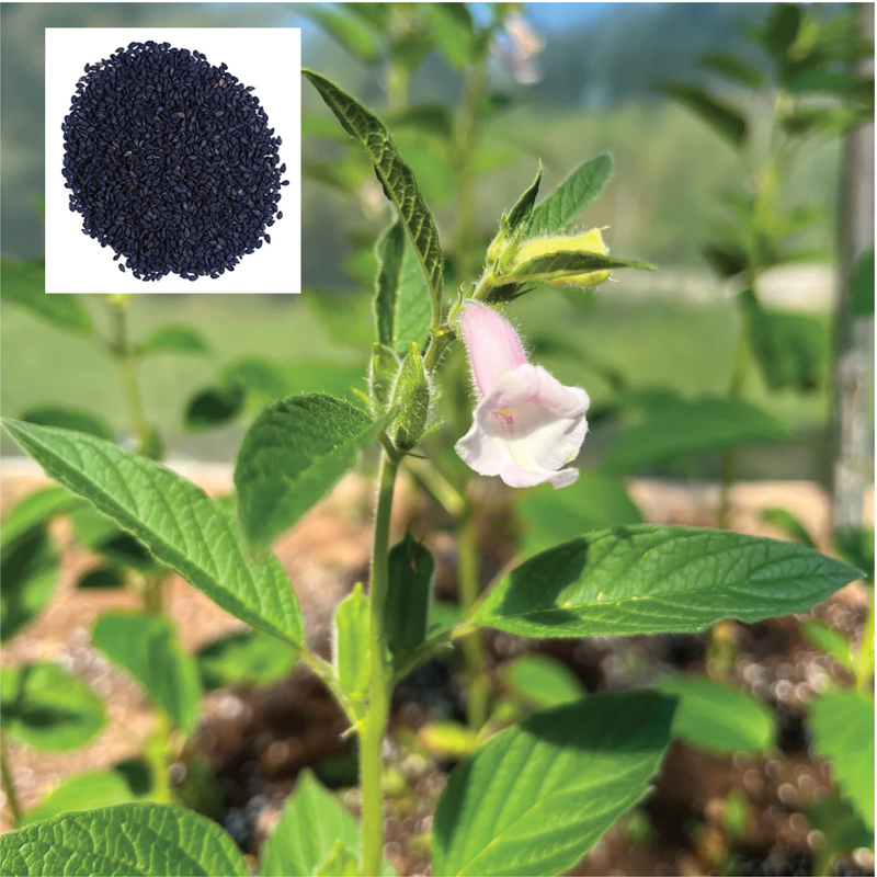 BLACK SESAME SEEDS <br> بذور السمسم الأسود