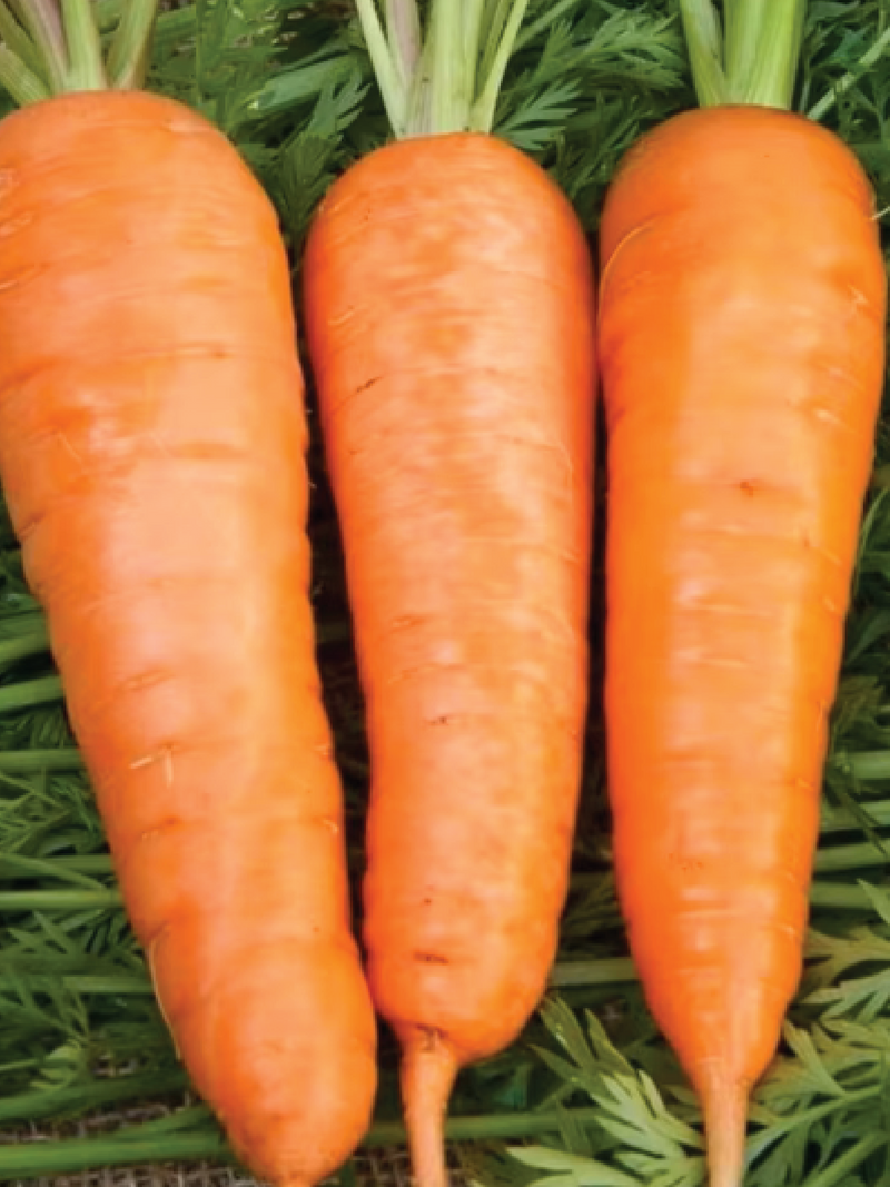 CARROT PETITE SEEDS <br> بذور جزر صغيرة