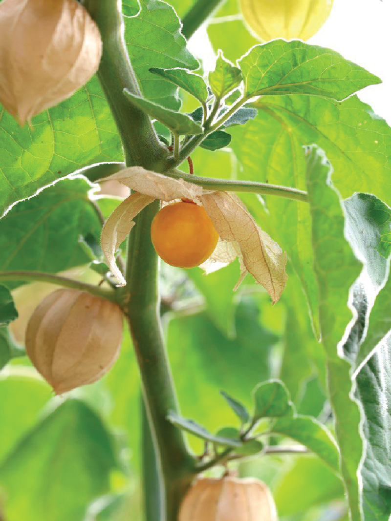 PHYSALIS SEEDLING <br>شتلات الحرنكش