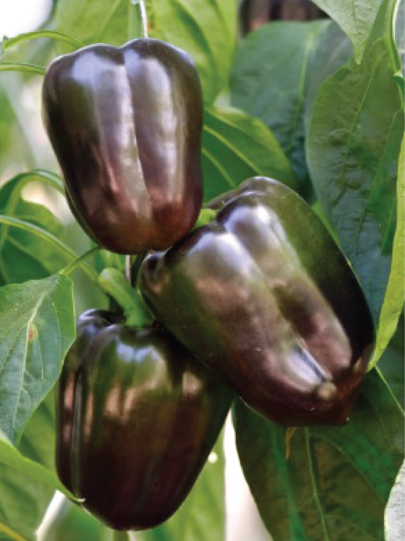 ORGANIC CHOCOLATE CAPSICUM SEEDLING <br> شتلات الفلفل البارد الشوكليت العضوية