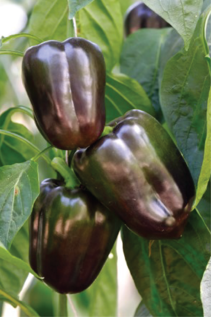 ORGANIC CHOCOLATE CAPSICUM SEEDLING <br> شتلات الفلفل البارد الشوكليت العضوية