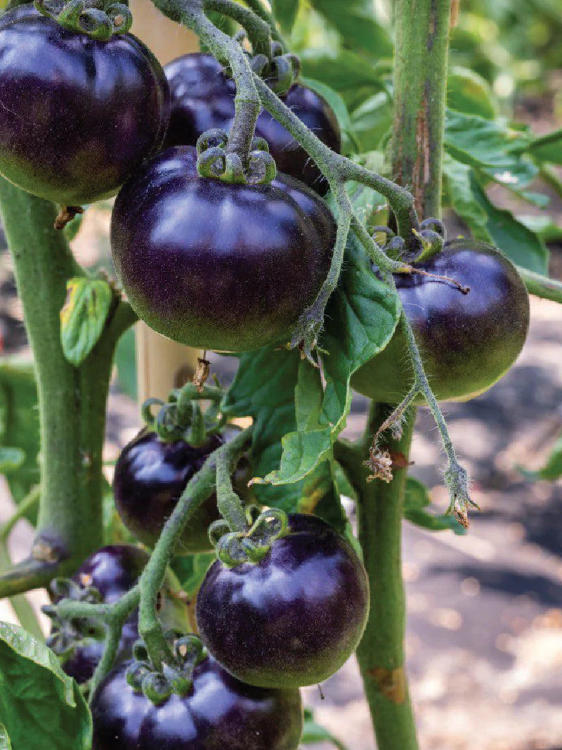 BLACK TOMATO SEEDS <br>بذور الطماطم السوداء