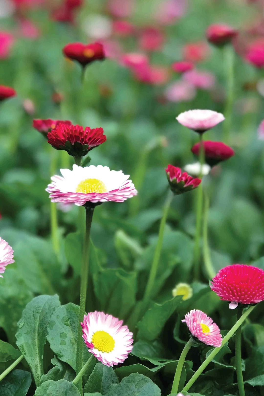 BELLIS POMPONETTE SEEDLING <br>  شتلات بيليس بومبونيت