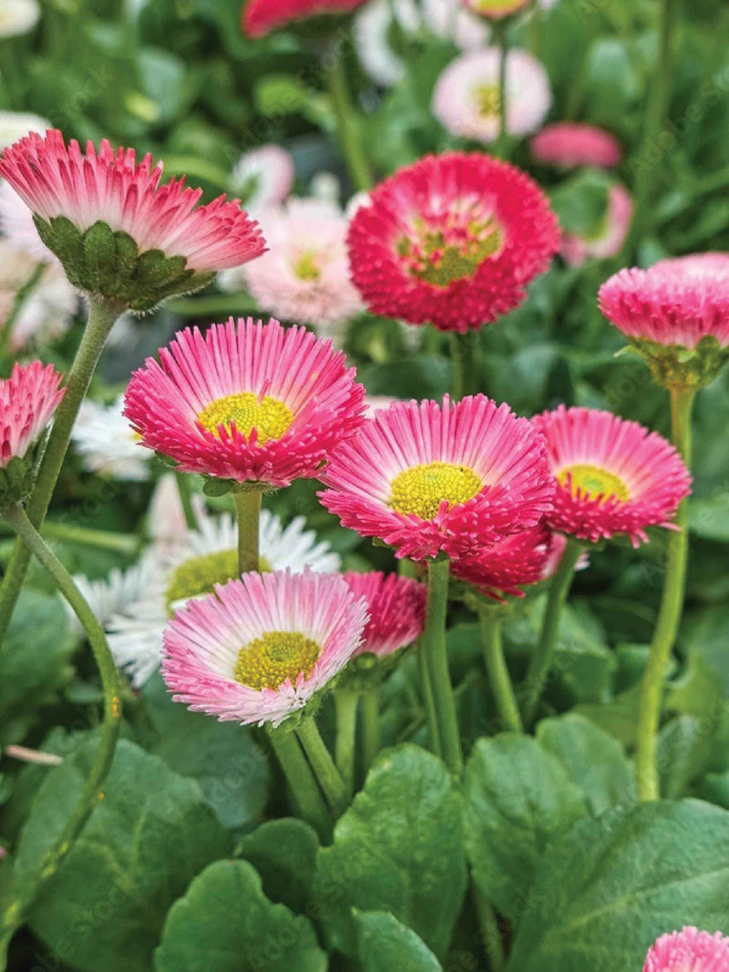 BELLIS POMPONETTE SEEDLING <br>  شتلات بيليس بومبونيت