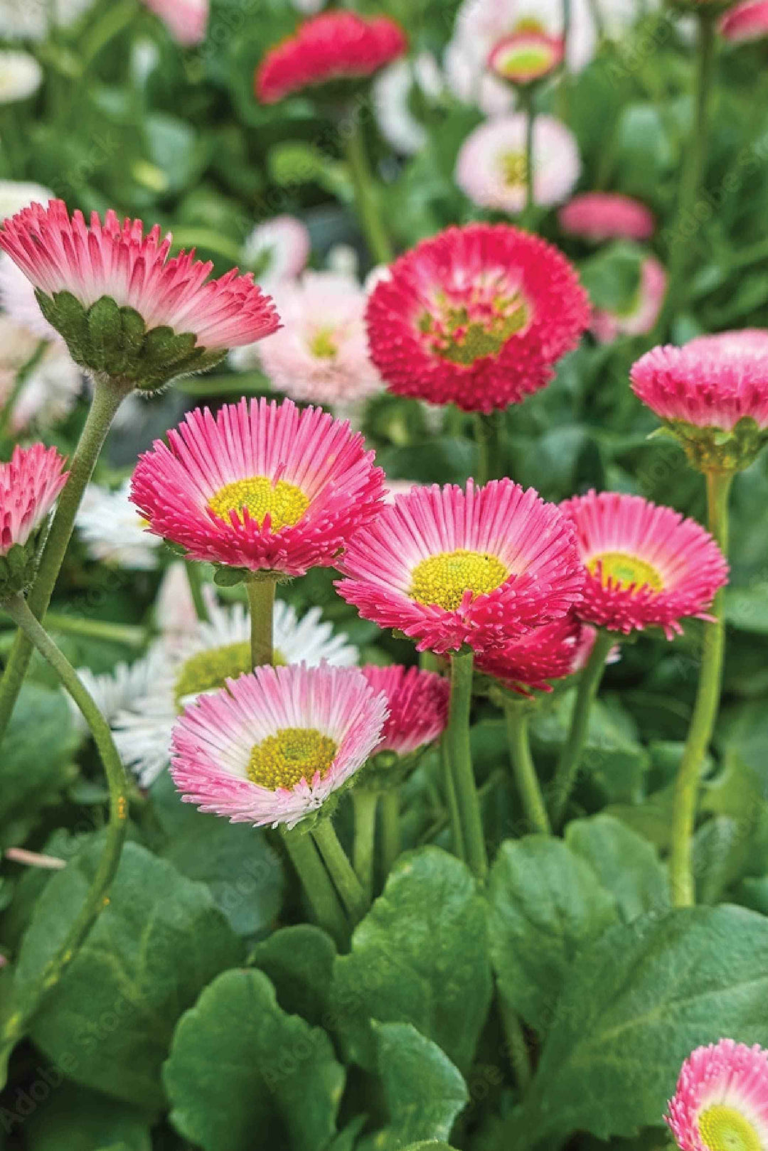 BELLIS POMPONETTE SEEDLING <br>  شتلات بيليس بومبونيت