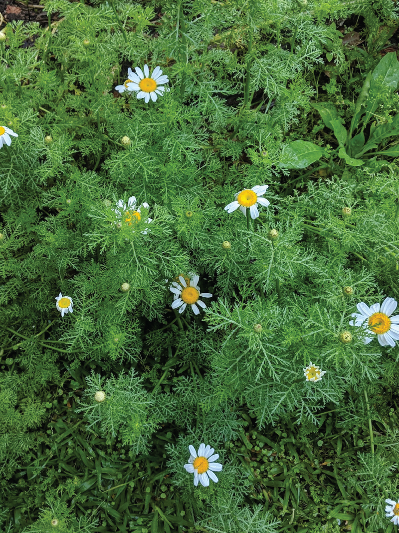 ORGANIC ROMAN CHAMOMILE SEEDLING <br>شتلات البابونج الرومان العضوية