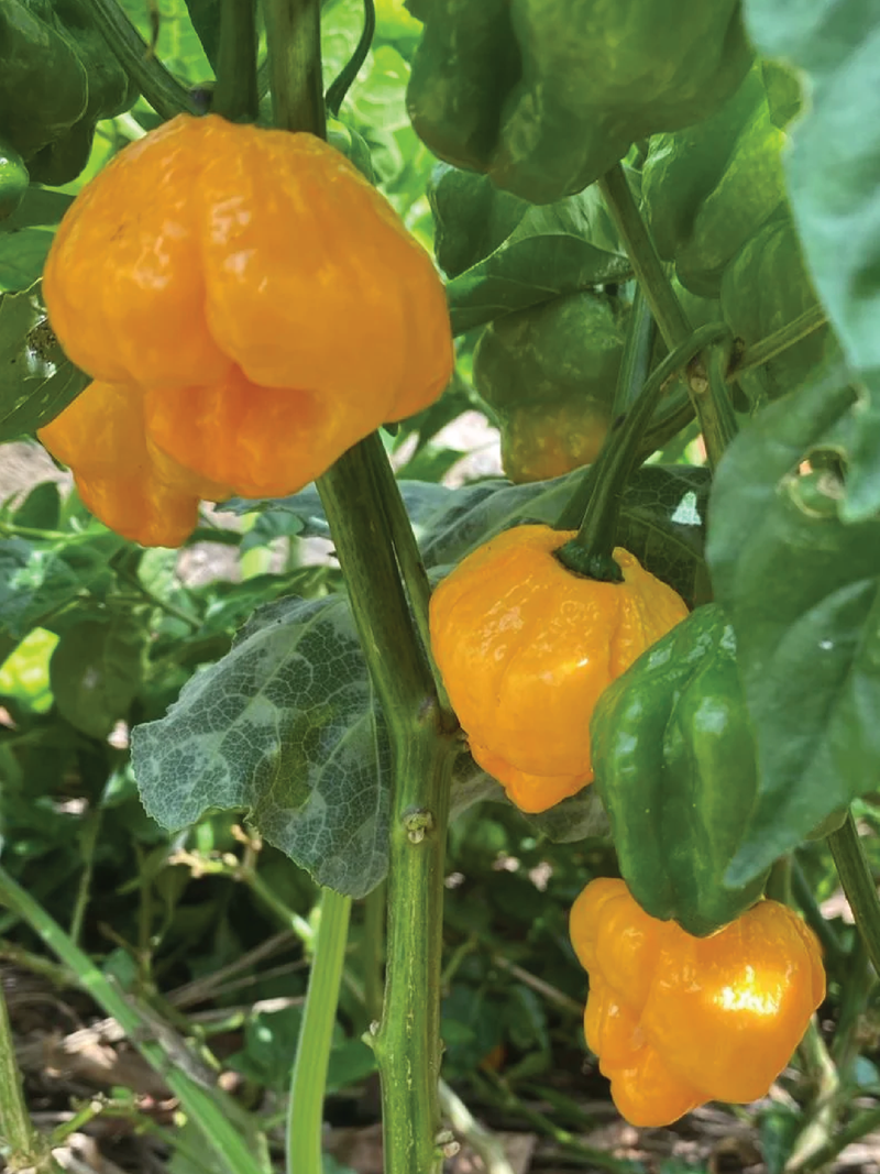 ORGANIC SCOTCH BONNET PEPPER SEEDLING <br>شتلات فلفل سكوتيش بونيه العضوية