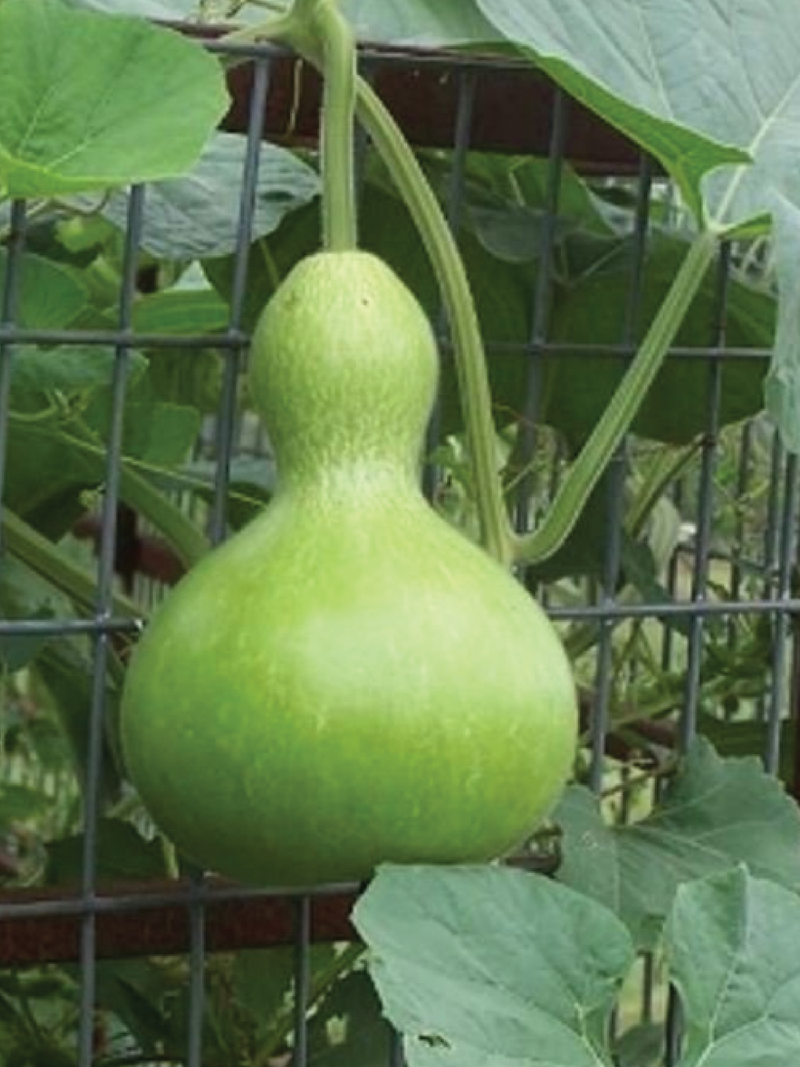 ORGANIC GIANT GOURD SEEDLING <br>شتلات القرع الزجاجي العضوية