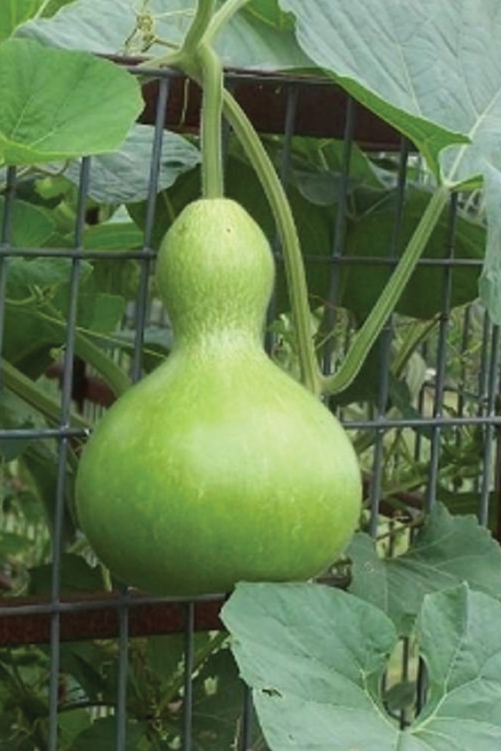 ORGANIC GIANT GOURD SEEDLING <br>شتلات القرع الزجاجي العضوية