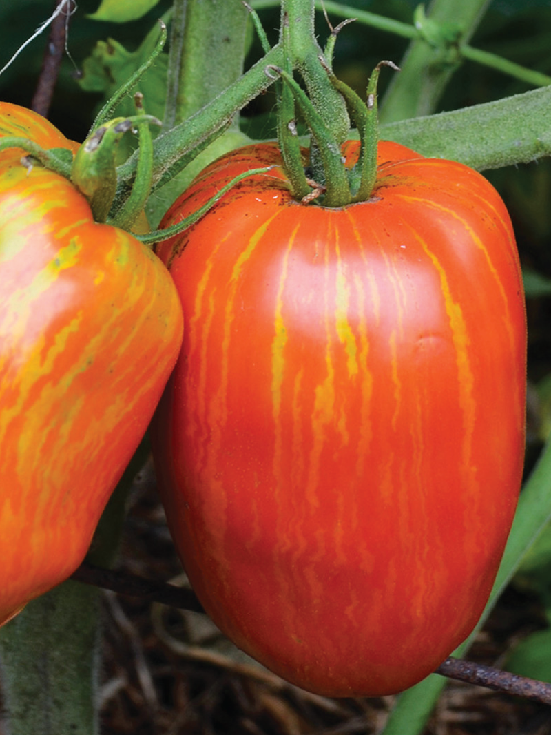 ORGANIC SPECKLED ROMAN TOMATO SEEDLING <br> شتلات طماطم سبيكلد رومان العضوية
