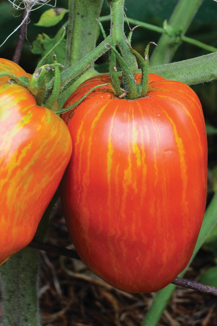 ORGANIC SPECKLED ROMAN TOMATO SEEDLING <br> شتلات طماطم سبيكلد رومان العضوية