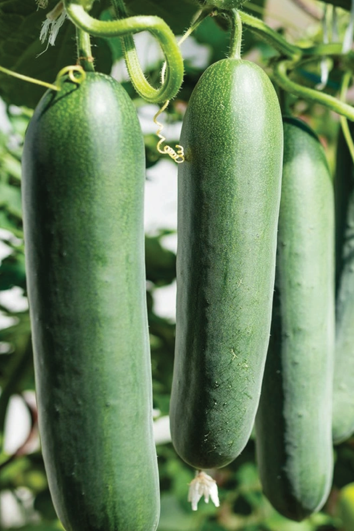 ORGANIC STRAIGHT EIGHT CUCUMBER SEEDLING <br>شتلات الخيار ستريت ايت العضوية