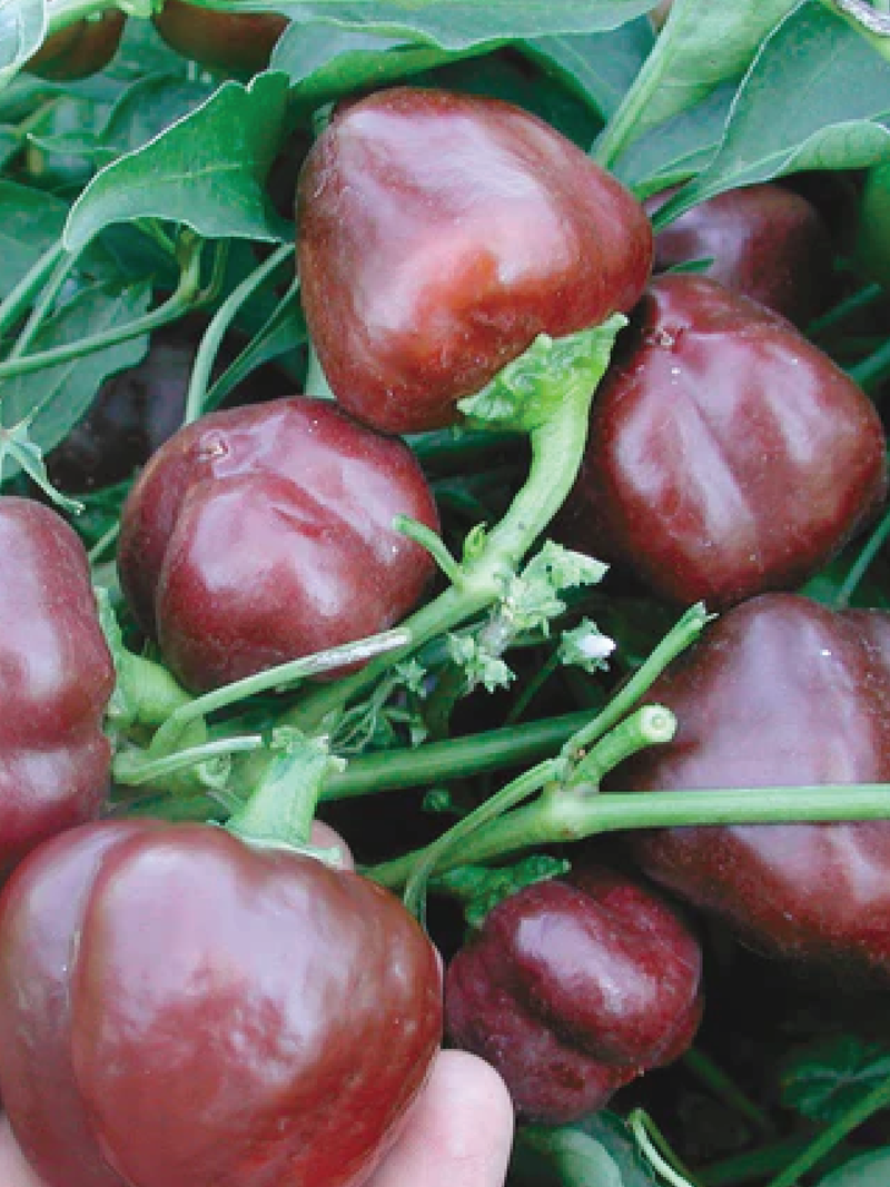 ORGANIC CHOCOLATE CAPSICUM SEEDLING <br> شتلات الفلفل البارد الشوكليت العضوية