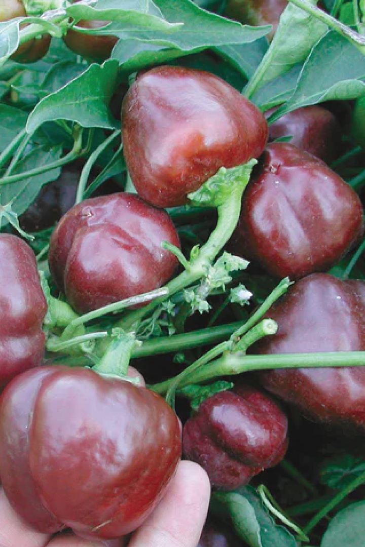 ORGANIC CHOCOLATE CAPSICUM SEEDLING <br> شتلات الفلفل البارد الشوكليت العضوية