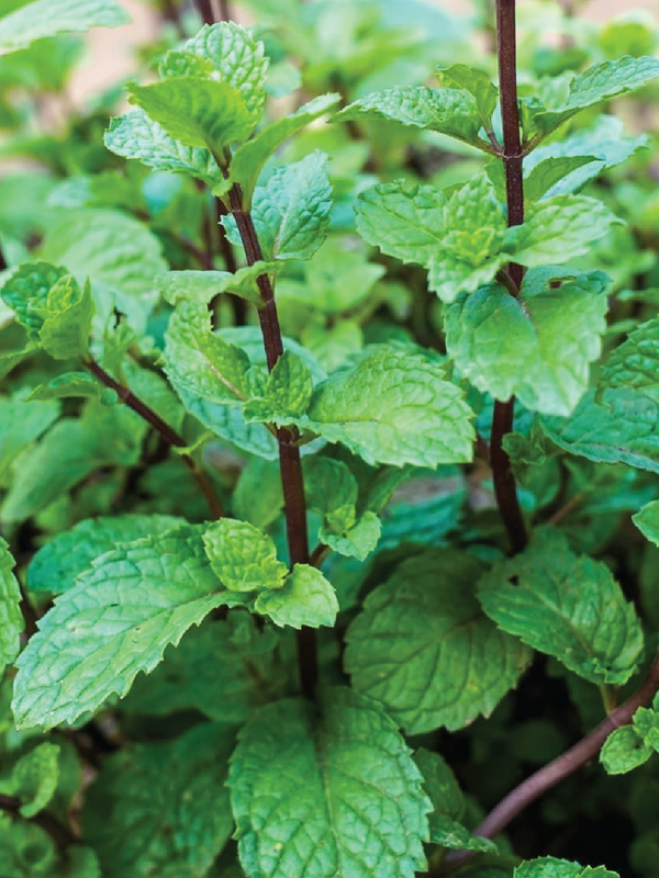 ORGANIC MINT SEEDLING