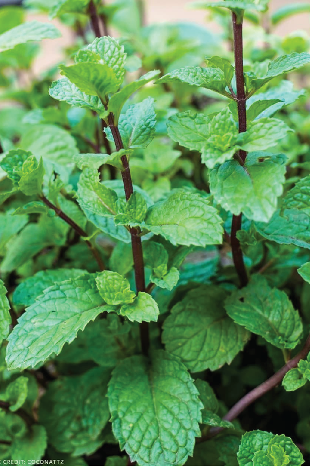 ORGANIC MINT SEEDLING <br> شتلات النعناع العضوية