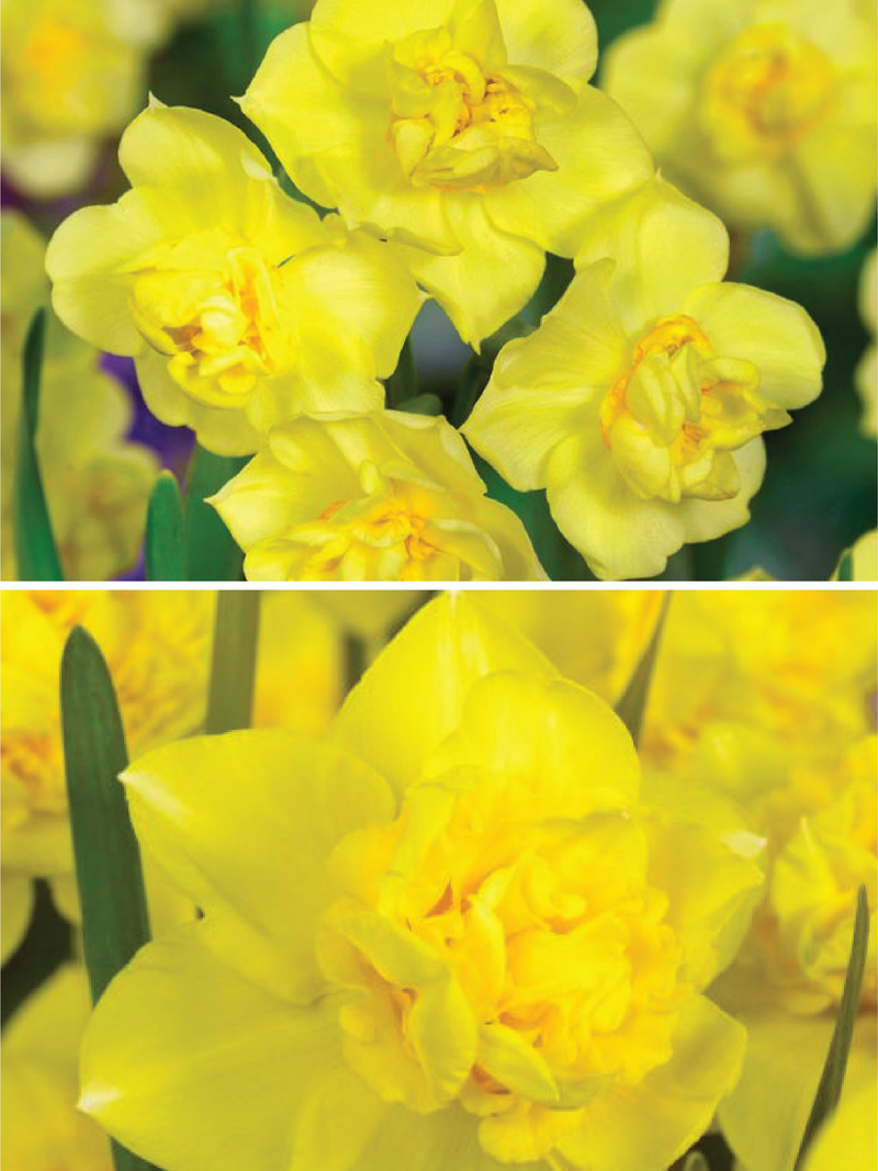 DAFFODIL YELLOW CHEERFULNESS FLOWER BULBS <br>أبصال زهور النرجس أصفر شير فولنس