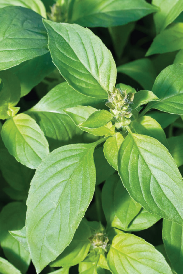 ORGANIC LEMON BASIL SEEDLING