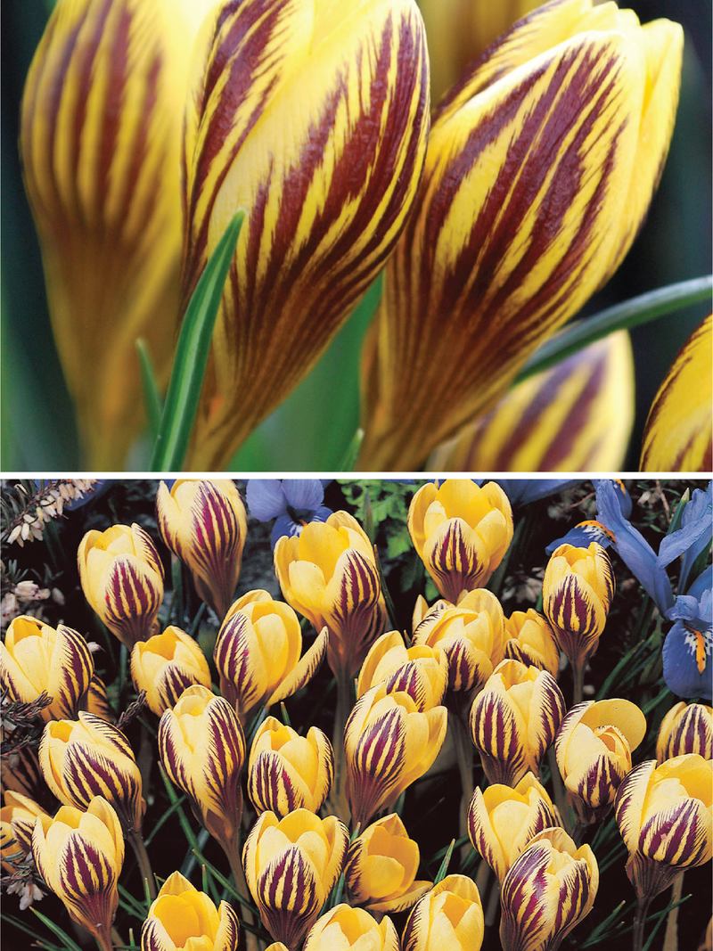 CROCUS FUSCOTINCTUS FLOWER BULBS <br>أبصال زهور الكروكس فيسكونتكس