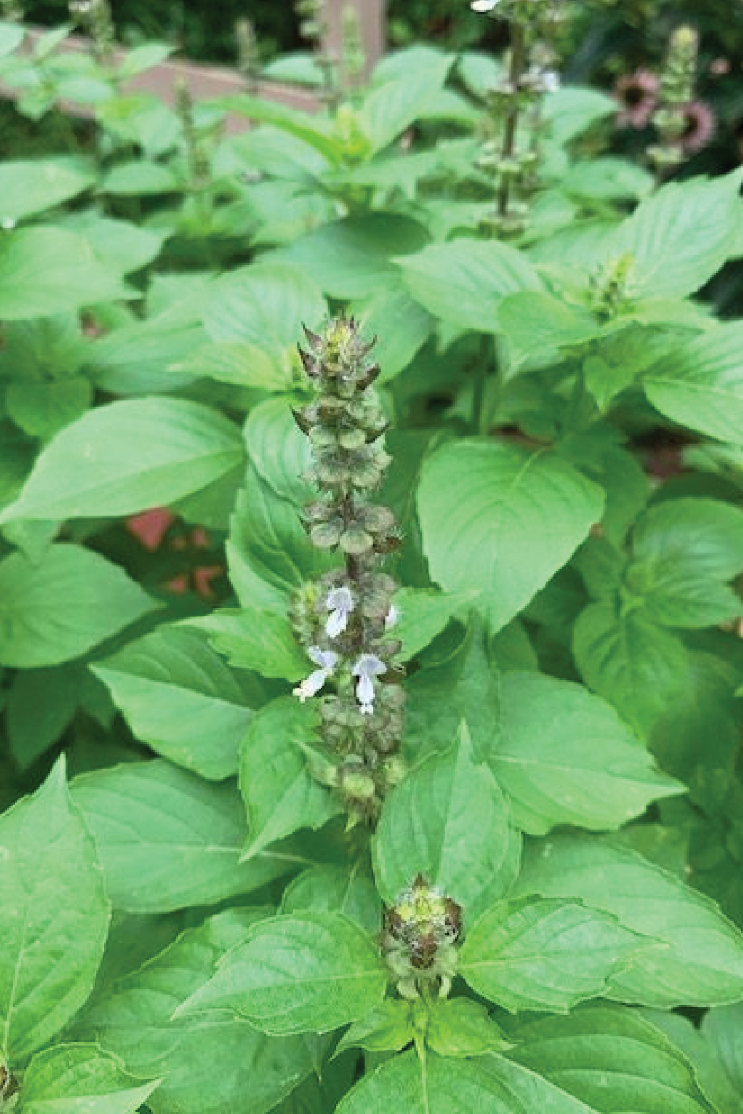 ORGANIC LEMON BASIL SEEDLING