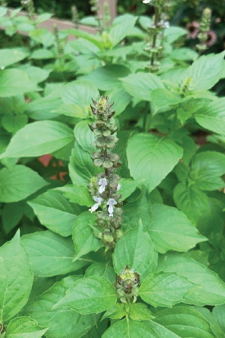 ORGANIC LEMON BASIL SEEDLING