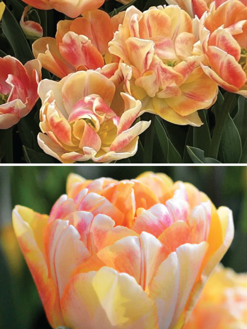 TULIP DOUBLE FOXY FOXTROT DOUBLE FLOWER BULBS <br>أبصال زهور التيوليب فوكس فوكستروت الدبل