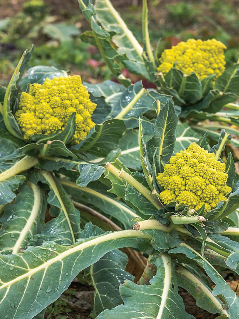 ORGANIC ROMANESCO BROCCOLI SEEDLING <br> شتلات البروكلي رومانيسكو العضوية